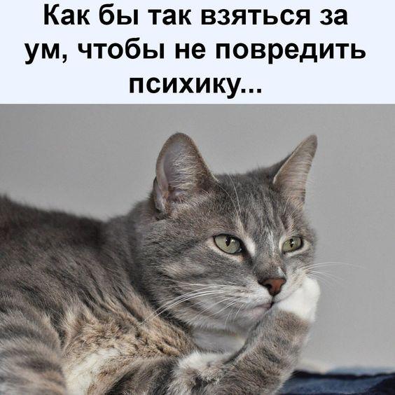 Пёстрая коллекция юмора Пёстрая коллекция юмора