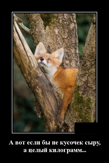 Демотиваторы за среду 14 ноября 