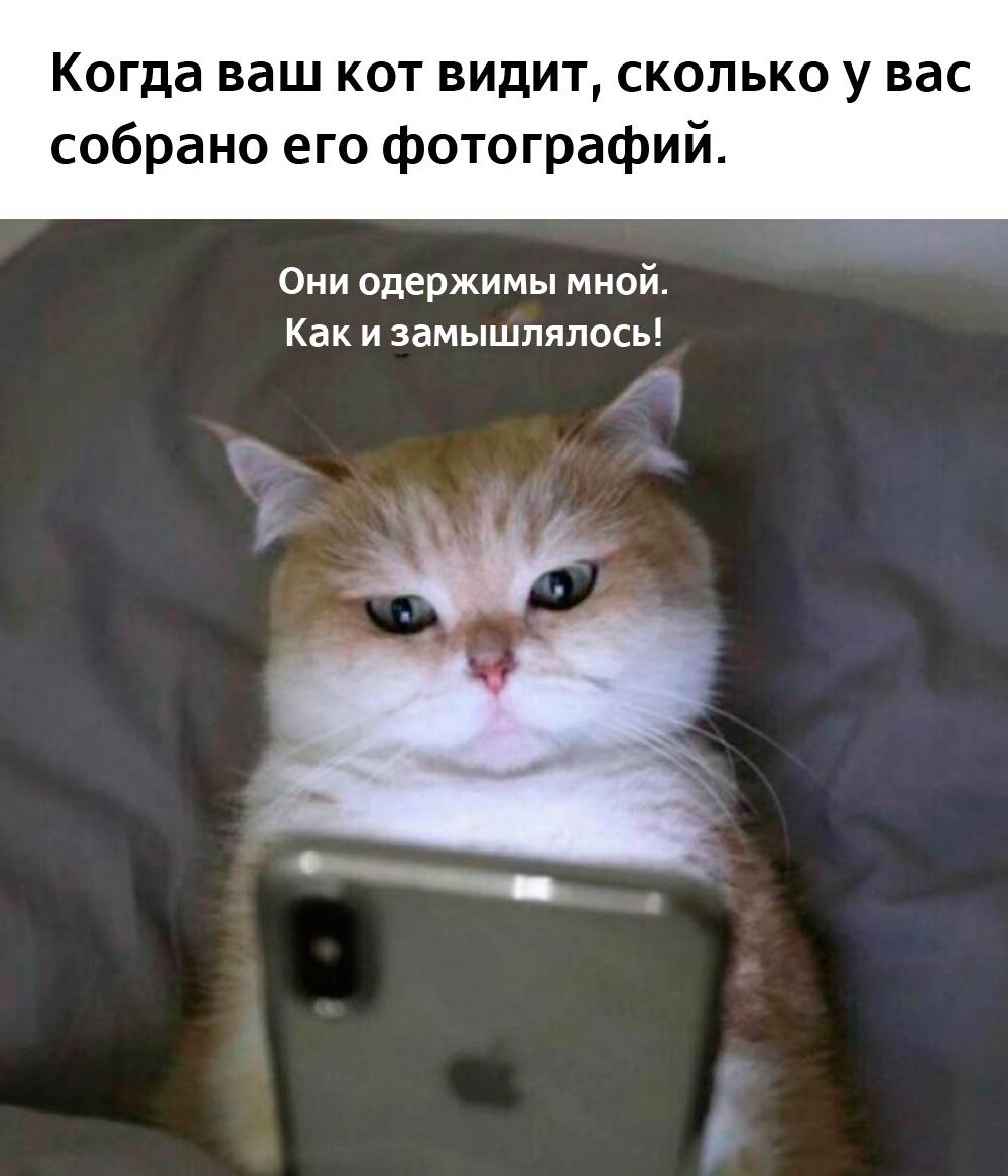 Смешные коты и кошки: лучшие мемы для поднятия настроения