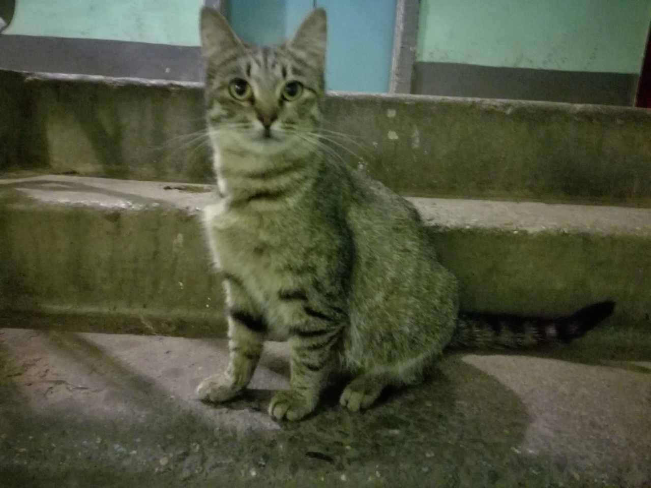 Кошка спрашивает