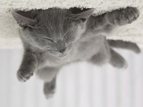 Если б кошки могли парить под потолком, как воздушные шарики 