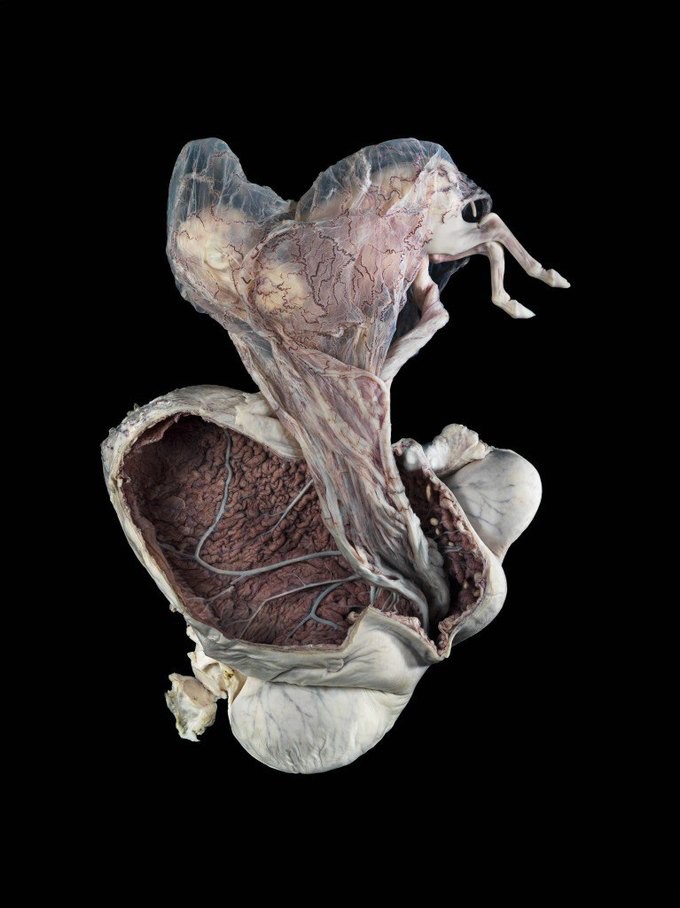 Матка беременной кобылы наука, фото