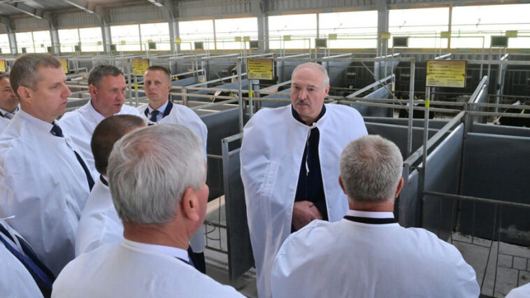 Лукашенко считает, что для сельского хозяйства Беларуси наступил золотой век