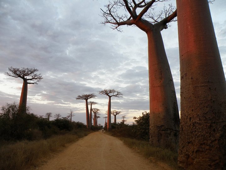 Удивительное дерево — баобаб…  природа,Путешествия,фото