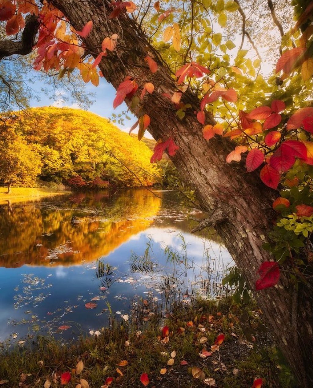 Волшебная японская природа на снимках Макико Самедзимы времена года,тревел-фото,Япония