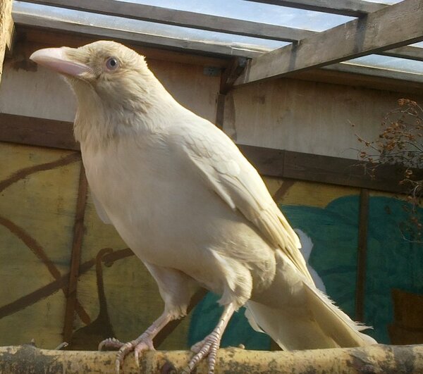 А вот голову в форточку совать не надо! не всё так грустно