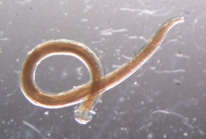 Ожившие черви вида нематод