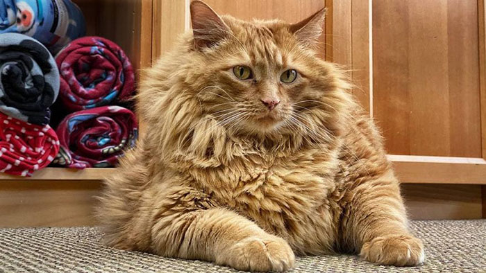 История жизни толстого кота Базуки