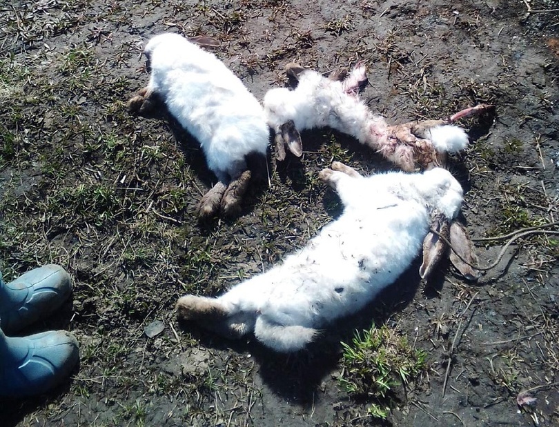 Под Рязанью бродячие собаки загрызли кроликов многодетной семьи