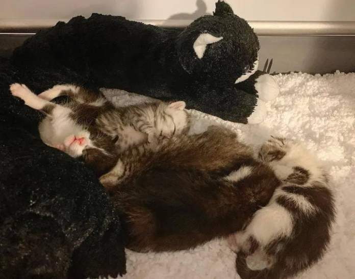 Без кота и жизнь не та