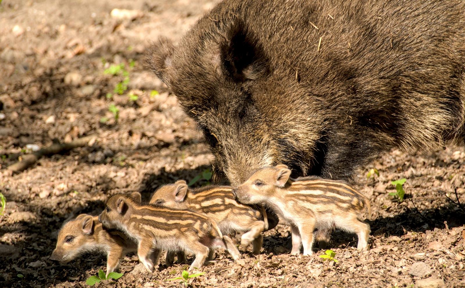 25 самых милых фотографий животных в дикой природе ShutterstockFotodomruфото, ктото, Bachkova, посмотрите, Piotr, марта, только, дикой, NataliaShutterstockFotodomruфото, KrzeslakShutterstockFotodomruфото, важной, удивленно, выглядывает, Только, укрытия, сладко, рядом, неловко, кувыркается, траве
