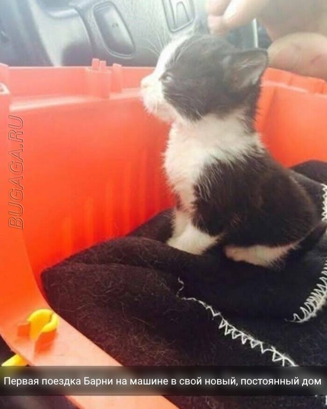 Прикольные картинки и мемы для любителей кошек  