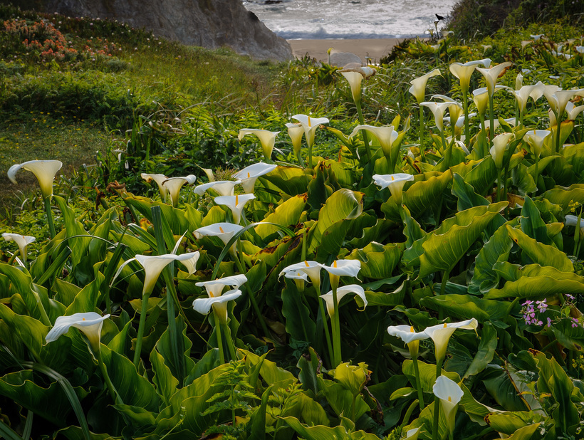 9 фото из Долины диких калл, ошеломляющей своей райской красотой заграница,путешествие,экология