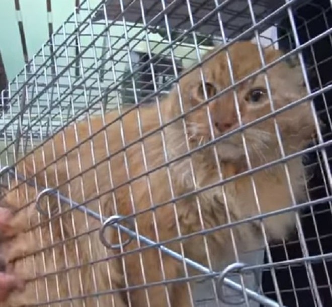 Кот за решеткой