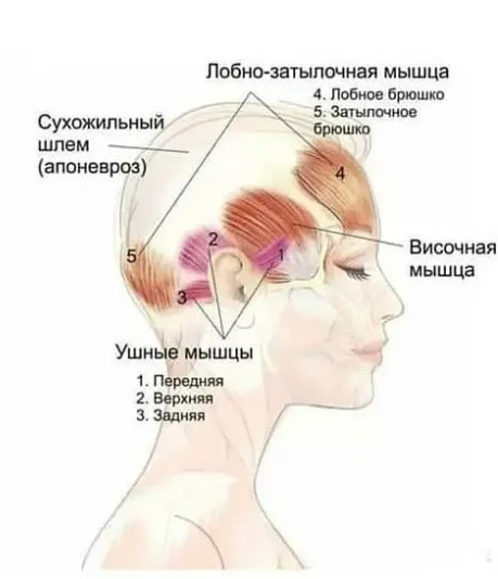 Как апоневроз головы связан с другими мышцами. Фото из открытого доступа