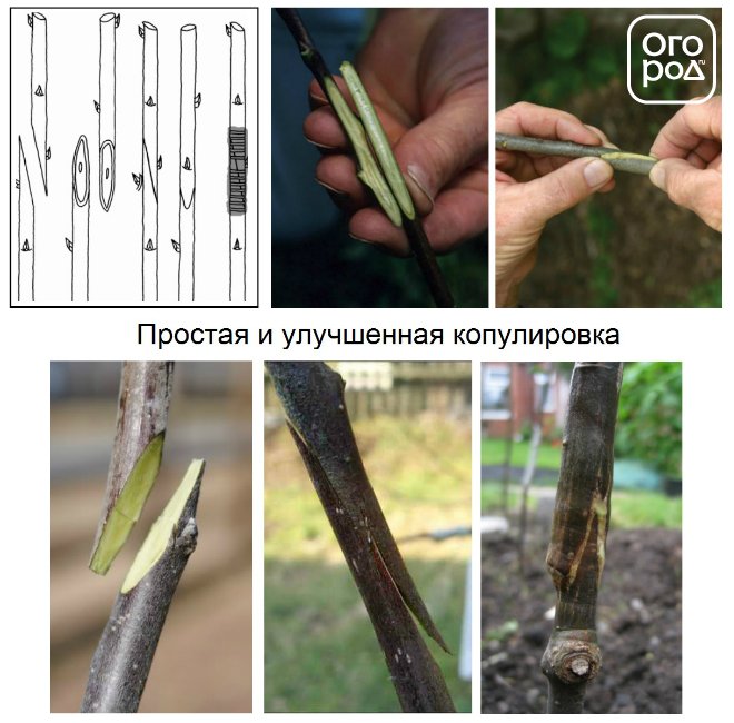 Простая и улучшенная копулировка яблони