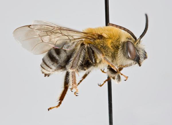 Медоносная пчела дикая или домашняя. Медоносная пчела: виды
