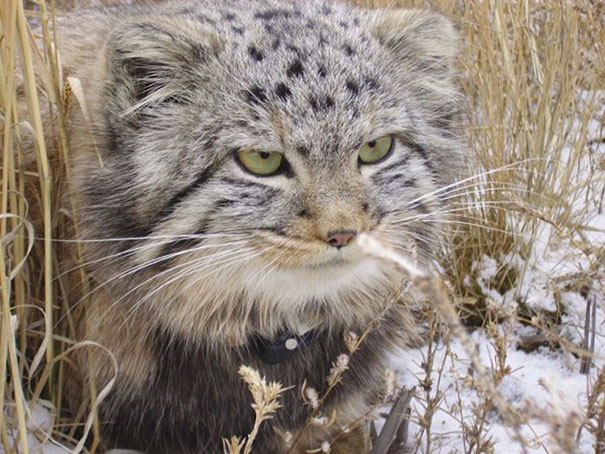 russian-farmer-wild-cat-kittens-manul-8