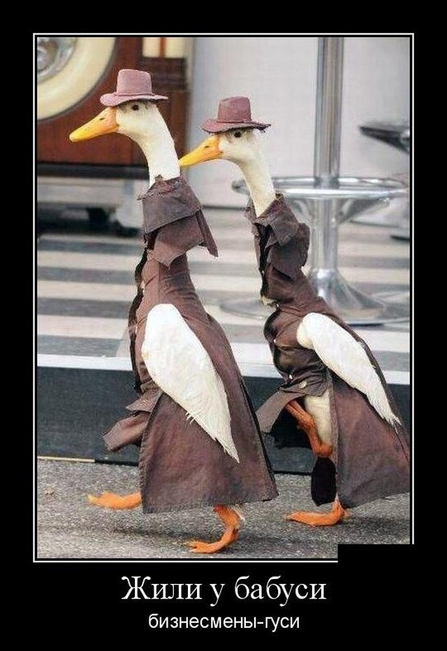 Смешные позитивные демотиваторы обо всем на свете для хорошего настроения