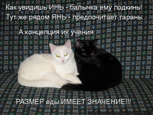Новая котоматрица 