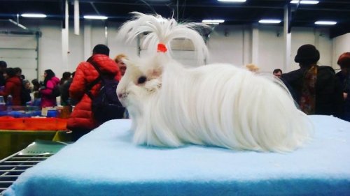 Морские свинки, локонам которых позавидует любая длинноволосая красавица (29 фото)