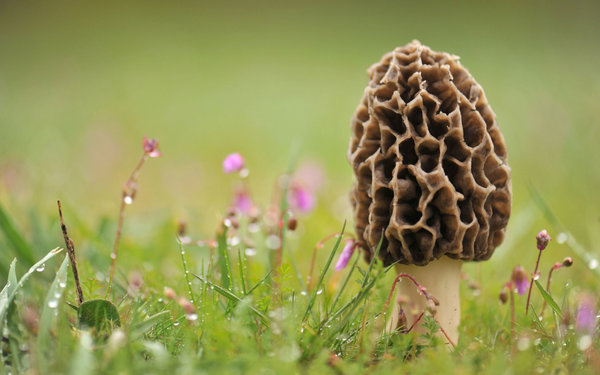 Фунготерапия – все о том, как лечиться целебными грибами