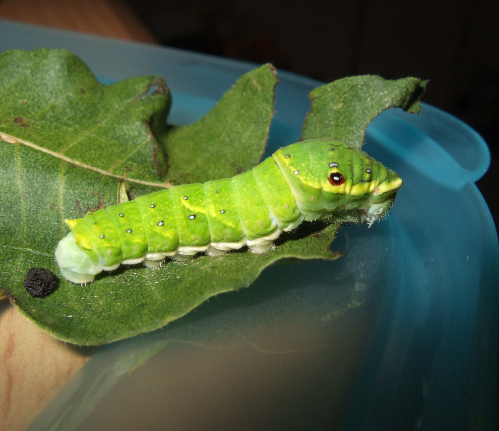 Парусник Маака Papilio maackii