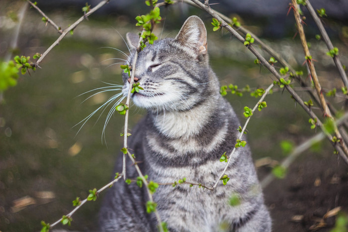 В деревне весной 