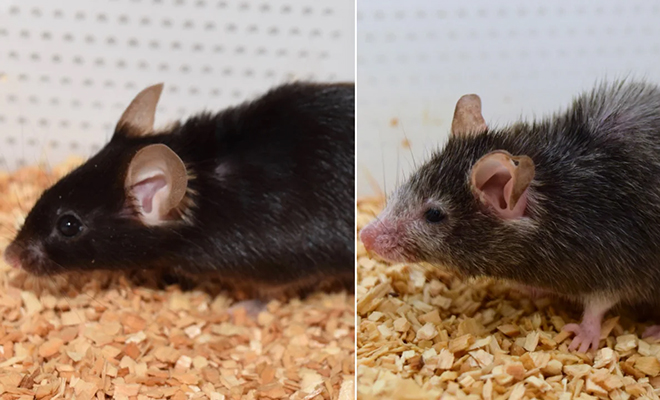 У мышей обратили вспять процесс старения. Фото до и после эксперимента животных, старения, терапии, мышей, После, людей, возрасту, эквивалентно, месяцев, возрасте, подействовало, омоложение, Группа, нейтрализованы Сейчас, всего, ЯманакиЛучше, факторы, транскрипционные, известные, молекулы