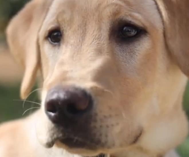 Грустный пес