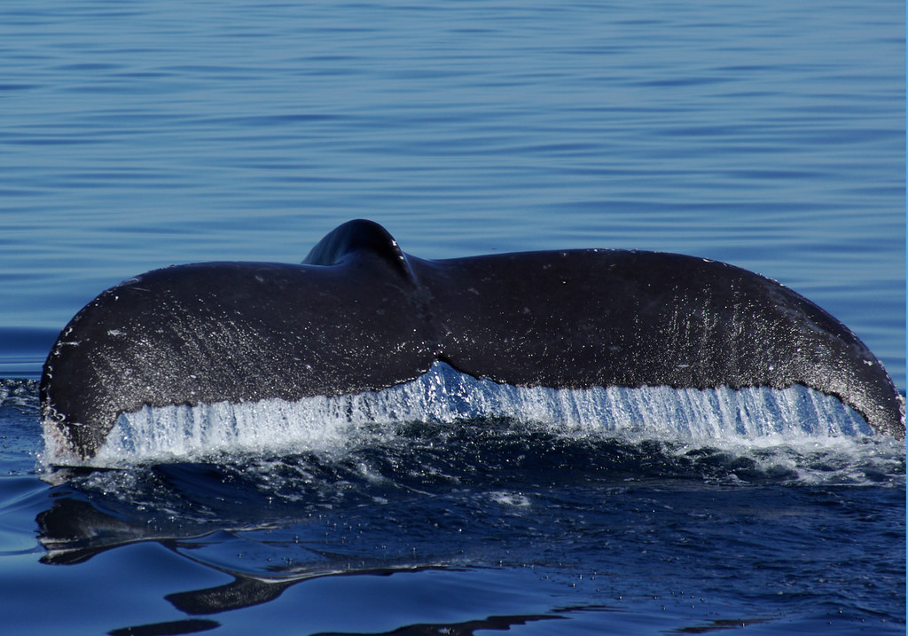 Жизнь синих китов. Синий кит млекопитающее. Синий кит (голубой кит). Синий кит блювал. Китообразные синий кит.