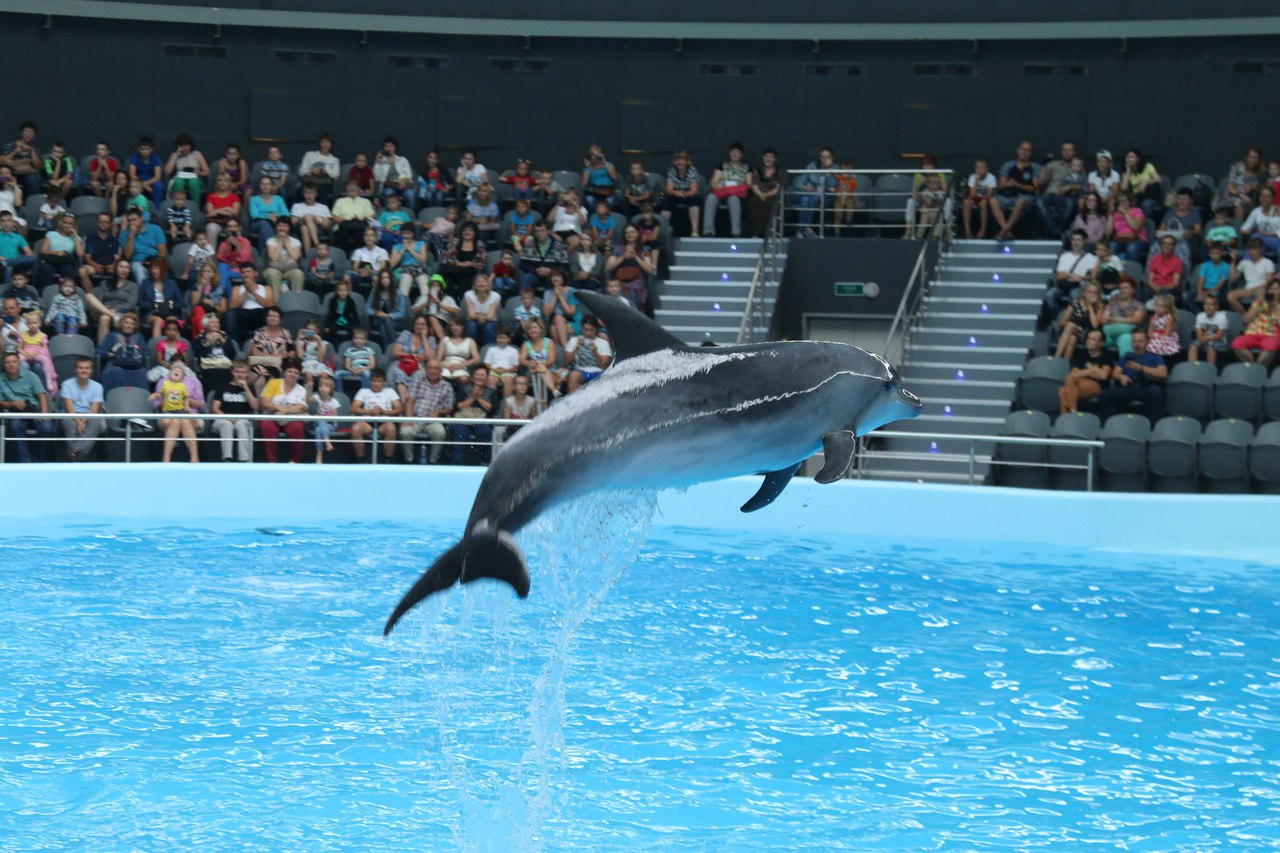Новосибирский зоопарк Дельфиния