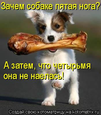 Котоматрица: Зачем собаке пятая нога? А затем, что четырьмя она не наелась!