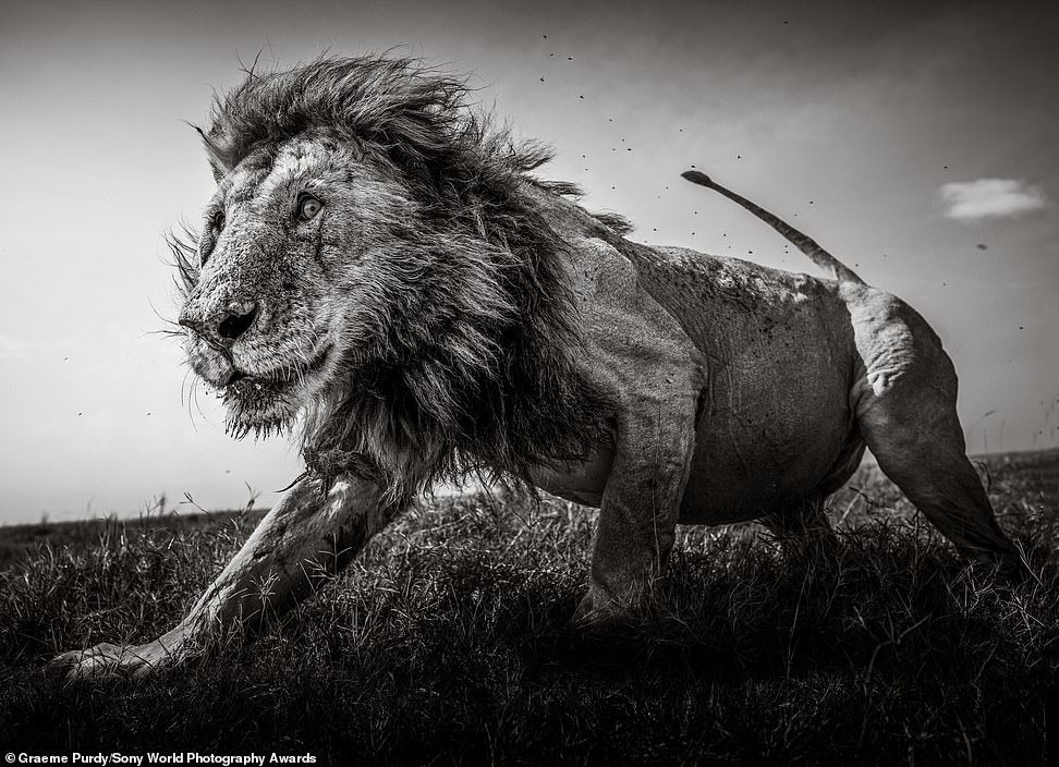 Этот снимок величественный  льва сделан в кенийском Масаи-Маре