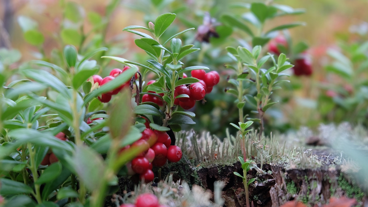 Опытный грибник научил, как правильно собирать грибы и защищаться от зверей в лесу Общество