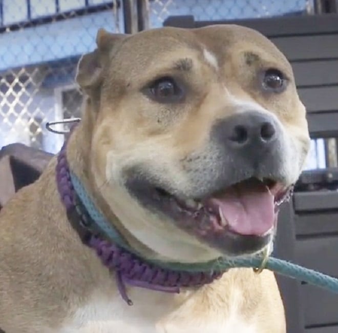 Забавная собака