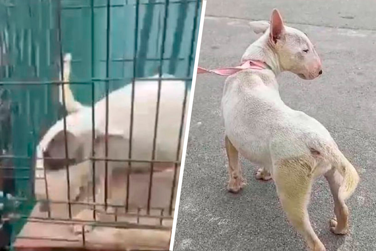 Пропавшая под Краснодаром собака нашлась спустя полгода на даче у соседки хозяев