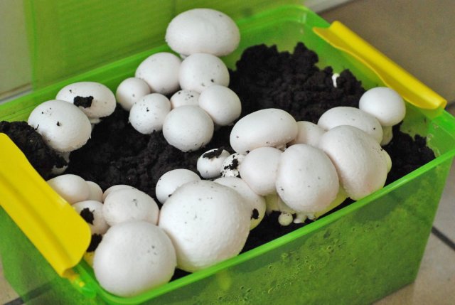 Как вырастить грибы в квартире: пошаговая инструкция грибы,дача,сад и огород,советы огороднику
