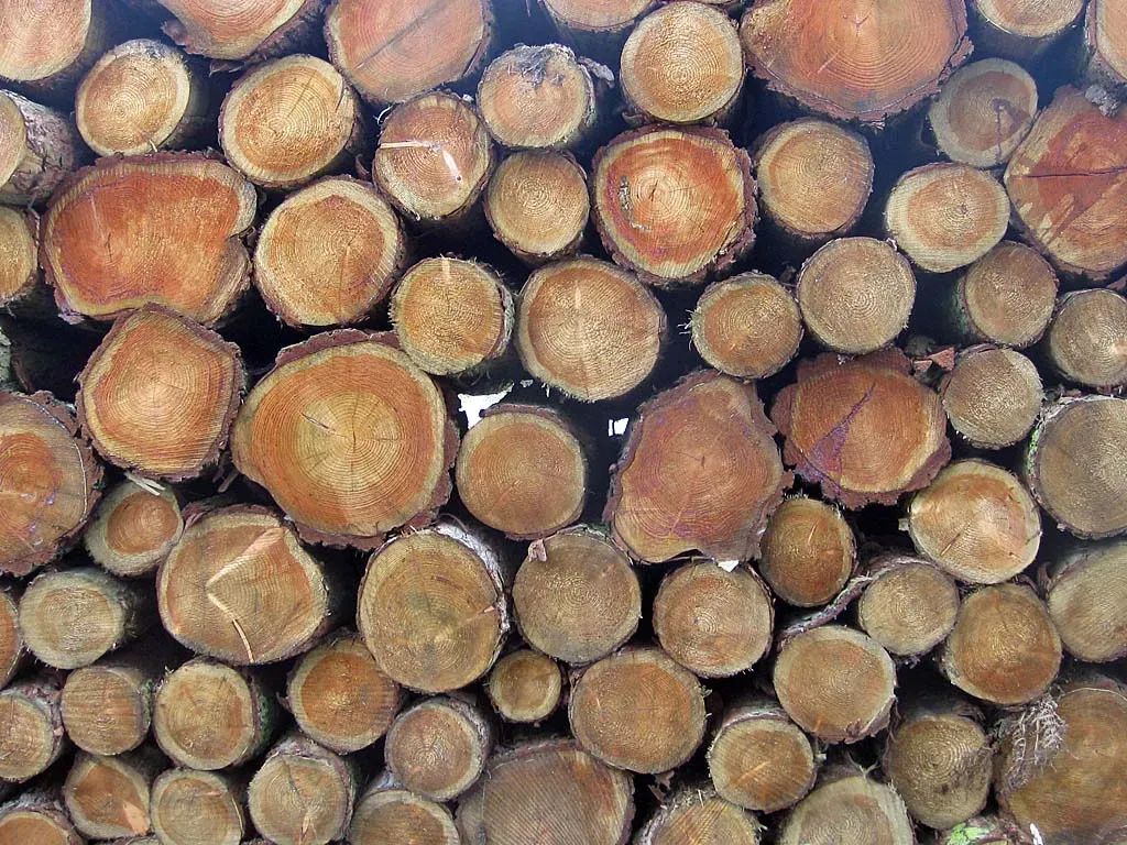 Der Spiegel: немцам придется защищать свои дрова от кражи с помощью взрывчатки