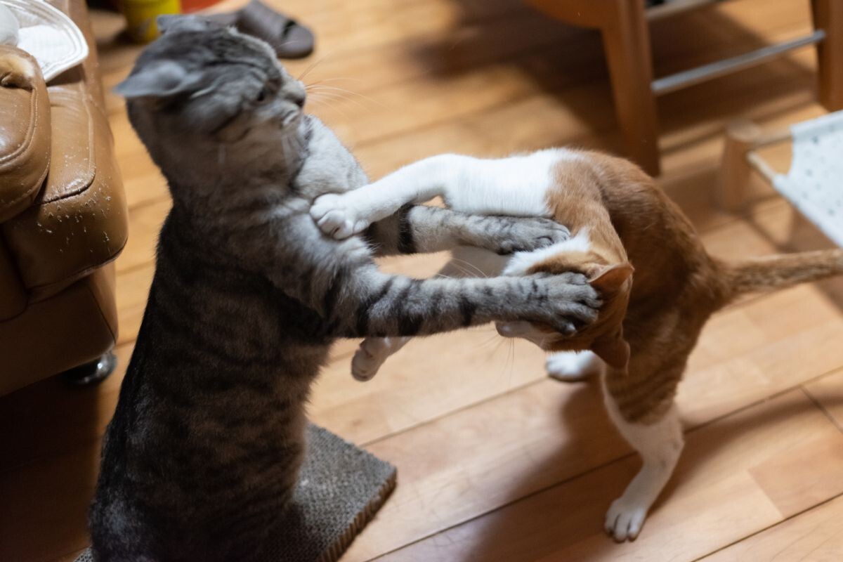 Кошачья драка 