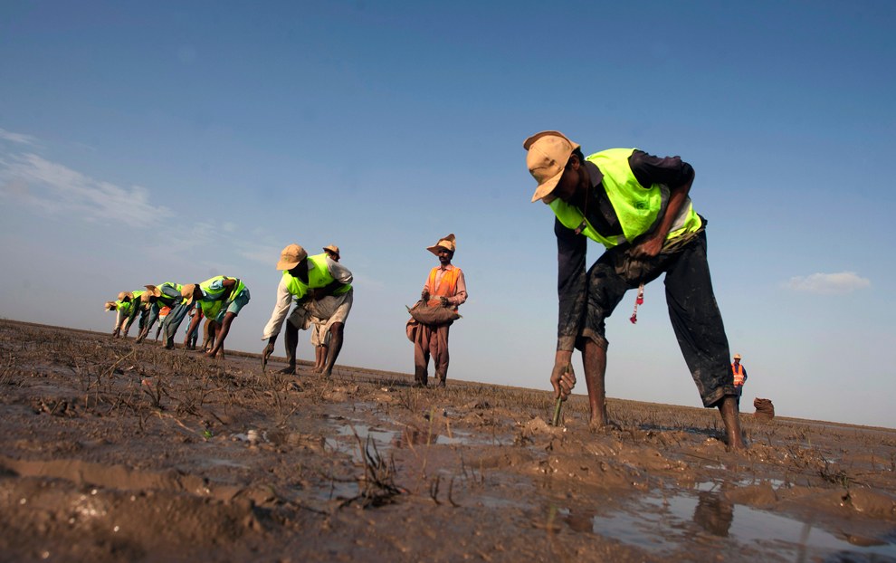 Около 300 добровольцев пытаются установить рекорд Гиннеса, пытаясь посадить 750 000 мангровых деревьев в течение дня