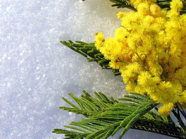 Открытка к 8 марта с мимозой, сороки как