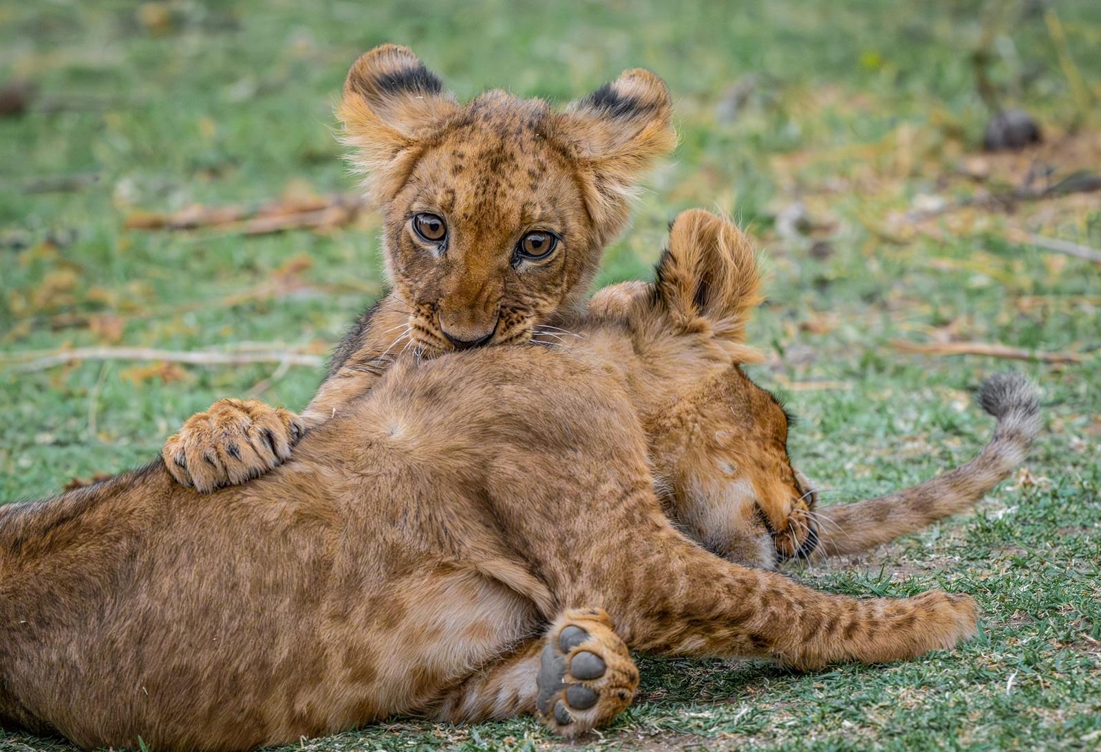25 самых милых фотографий животных в дикой природе ShutterstockFotodomruфото, ктото, Bachkova, посмотрите, Piotr, марта, только, дикой, NataliaShutterstockFotodomruфото, KrzeslakShutterstockFotodomruфото, важной, удивленно, выглядывает, Только, укрытия, сладко, рядом, неловко, кувыркается, траве