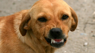 Очень злая собака / Фото: pxhere.com 