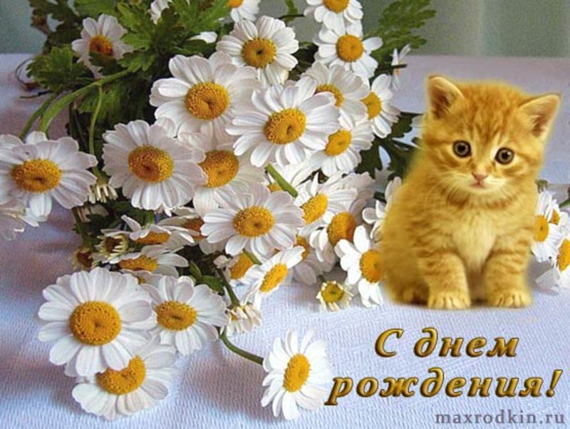 Открытки с ромашками с днем рождения татьяна