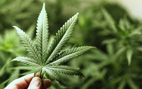 Аргентина выступила за легализацию марихуаны