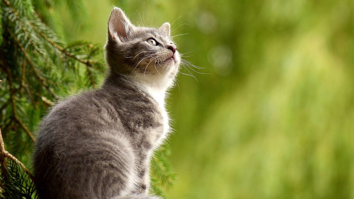 Спасенная волонтерами кошка Рысь получила должность в Новгородской филармонии