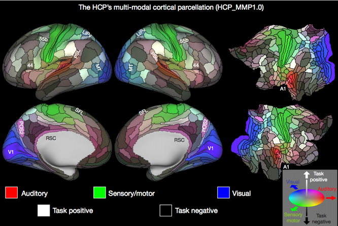 География человеческого тела: как ученые создали самую подробную карту нашего мозга мозг,наука,человек