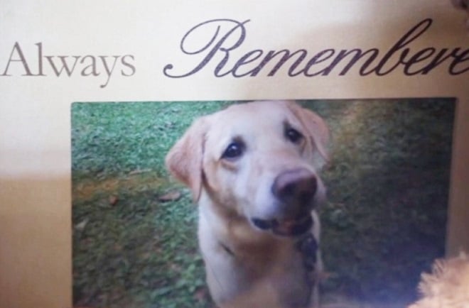 Открытка с собакой