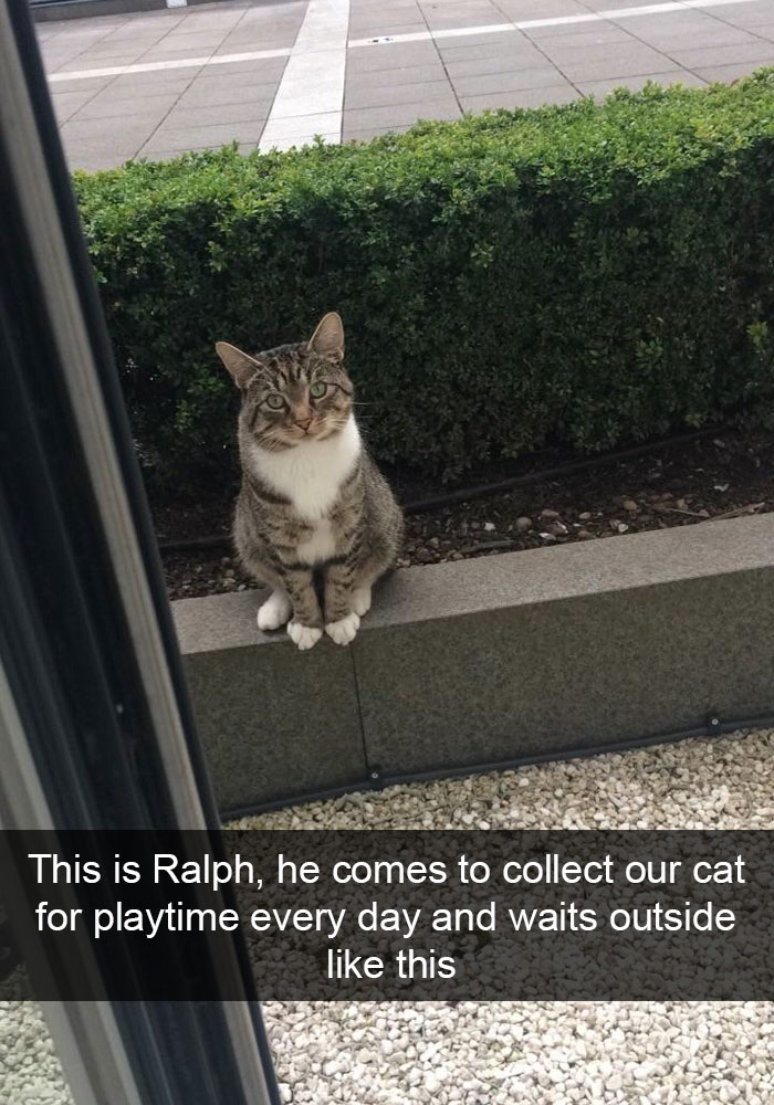 Funny Cat Snap